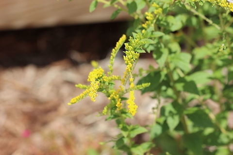 Rough-stemmed Goldenrod  Geotagged,Solidago rugosa,Summer,United States