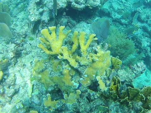 Elkhorn Coral Head  Acropora palmata,Elkhorn Coral,Fall,Geotagged,United States