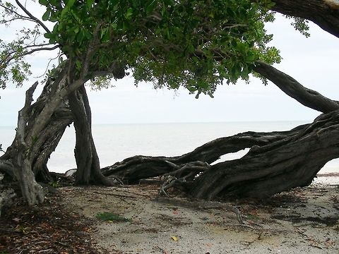 Buttonwood Picture Frame On the side of Hwy 1 looking out at the Atlantic Ocean.  Conocarpus erectus
