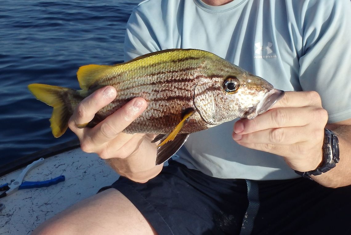 Spanish Grunt Caught while fishing off a reef. Was carefully de-hooked and released back into the water.  Geotagged,Haemulon macrostomum,Summer,United States,grunts