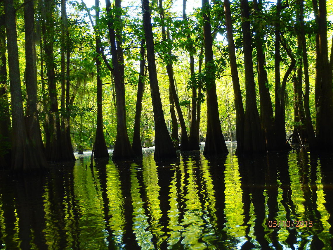 Black tupelo  Black tupelo,Geotagged,Nyssa sylvatica,Spring,United States