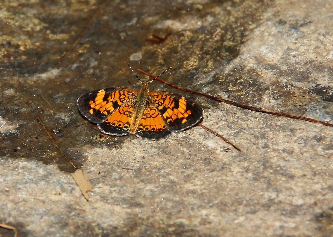 Pearl Crescent Found this little guy feeding off the rocks at Carrick Creek in Table Rock State Park.  Geotagged,Pearl Crescent,Phyciodes tharos,Summer,Table Rock,United States