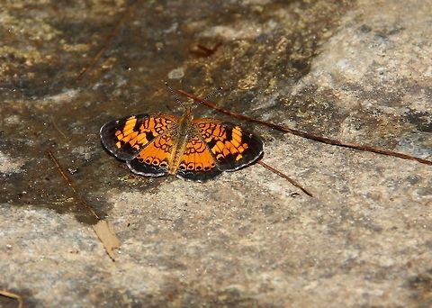 Pearl Crescent Found this little guy feeding off the rocks at Carrick Creek in Table Rock State Park.  Geotagged,Pearl Crescent,Phyciodes tharos,Summer,Table Rock,United States