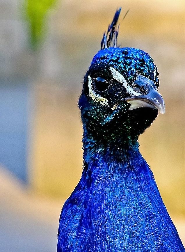 Peacock peacock in Łazienki Park  Warsaw Poland Birds,Indian peafowl,Pavo cristatus,animal