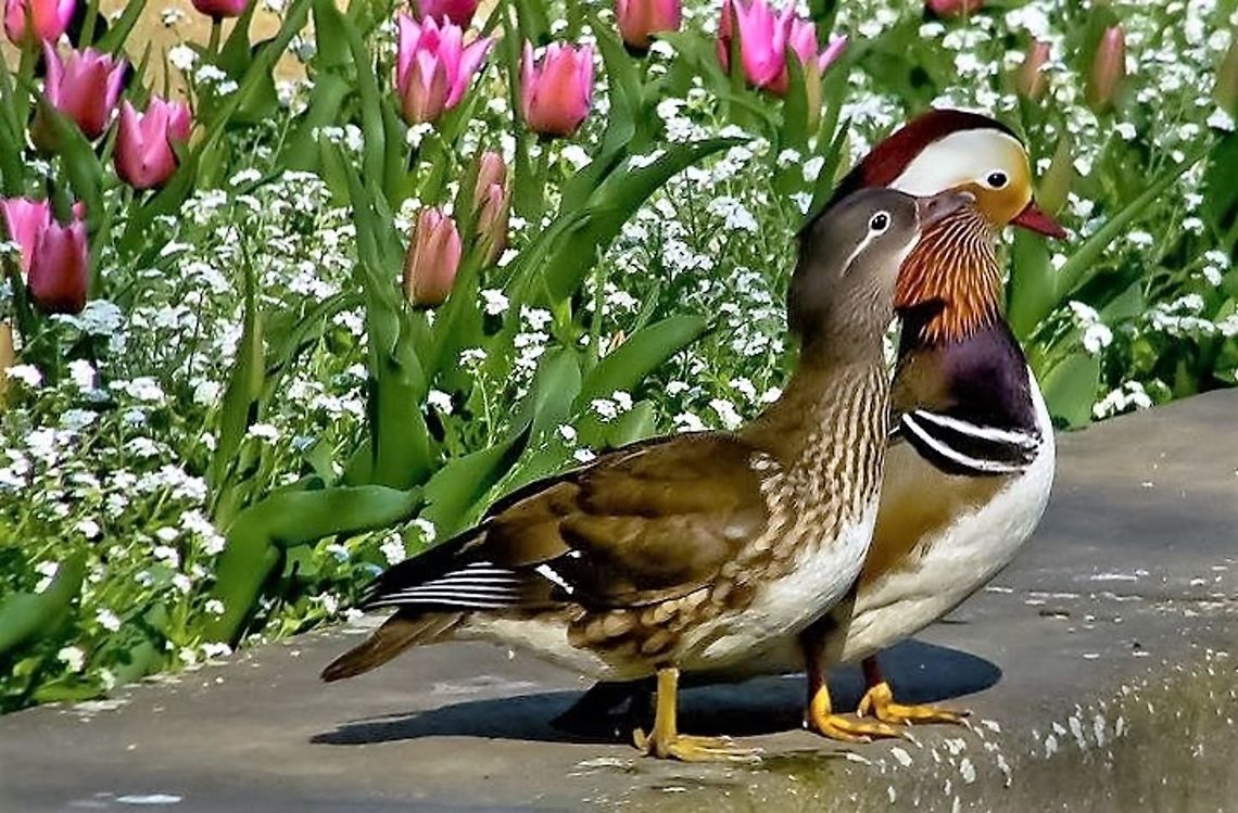 Mandarin Duck Mandarin ducks in Łazienki Park Warsaw Aix galericulata,Birds,Mandarin Duck,Mandarin duck,waterbirds