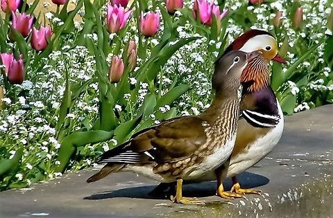 Mandarin Duck Mandarin ducks in Łazienki Park Warsaw Aix galericulata,Birds,Mandarin Duck,Mandarin duck,waterbirds