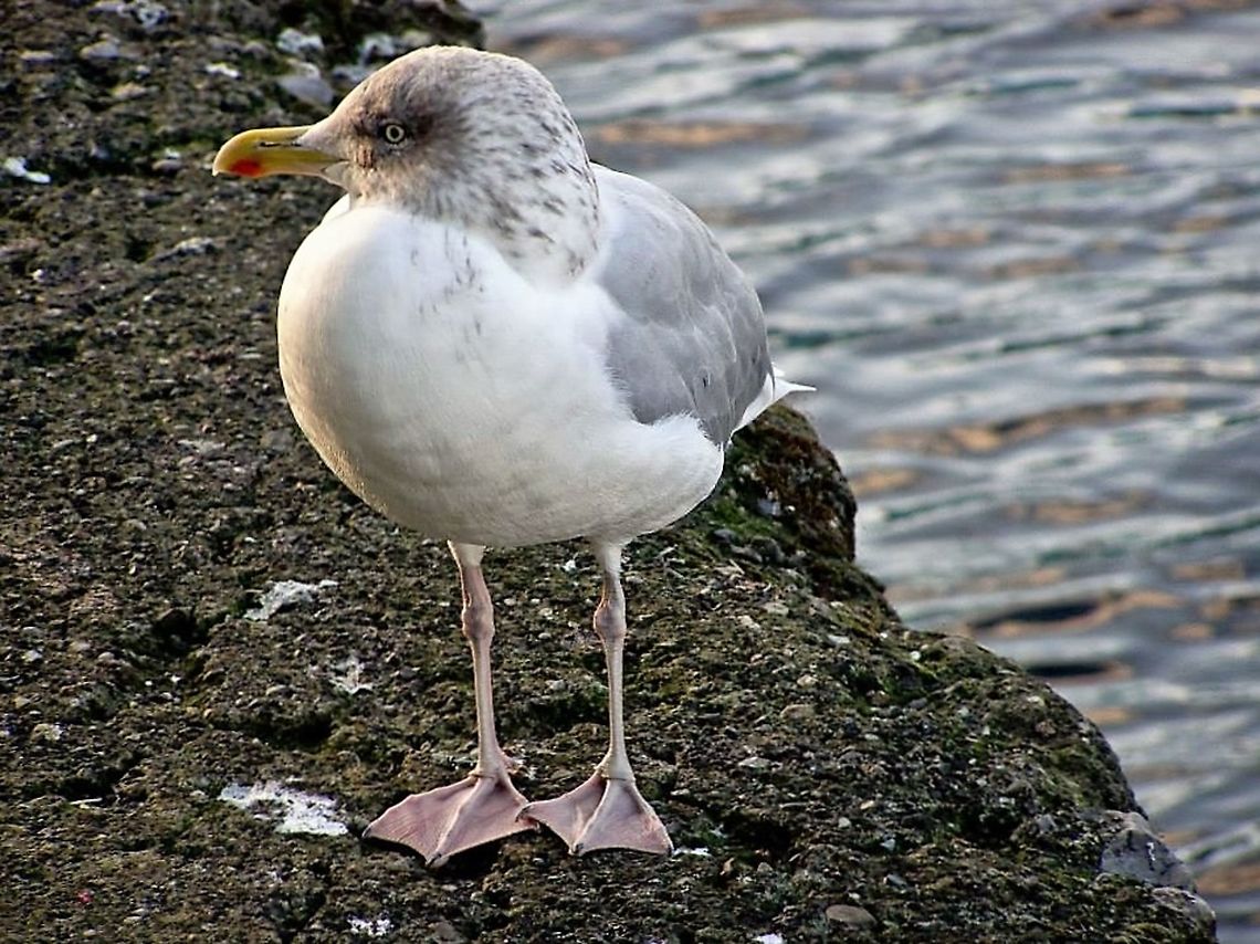 Herring Gull  Birds,European Herring Gull,Larus argentatus,Water Birds,gull