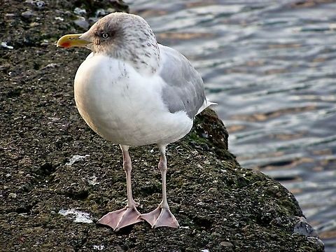 Herring Gull  Birds,European Herring Gull,Larus argentatus,Water Birds,gull
