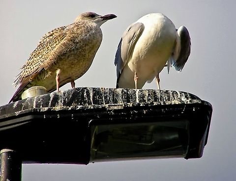 Gulls  Birds,European Herring Gull,Larus argentatus,Water Birds