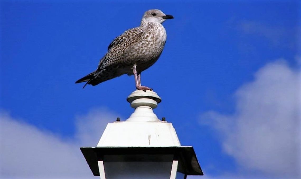 118  European Herring Gull,Larus argentatus