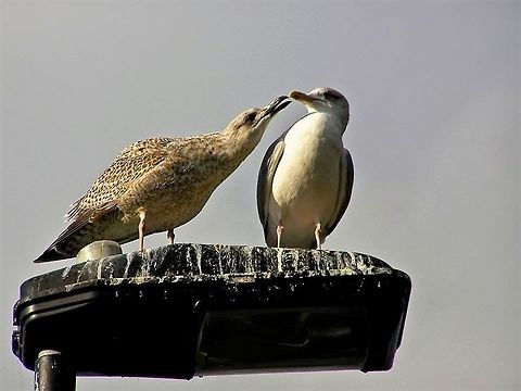 113  European Herring Gull,Larus argentatus