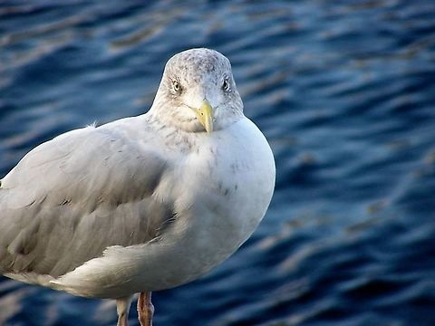 146  European Herring Gull,Larus argentatus