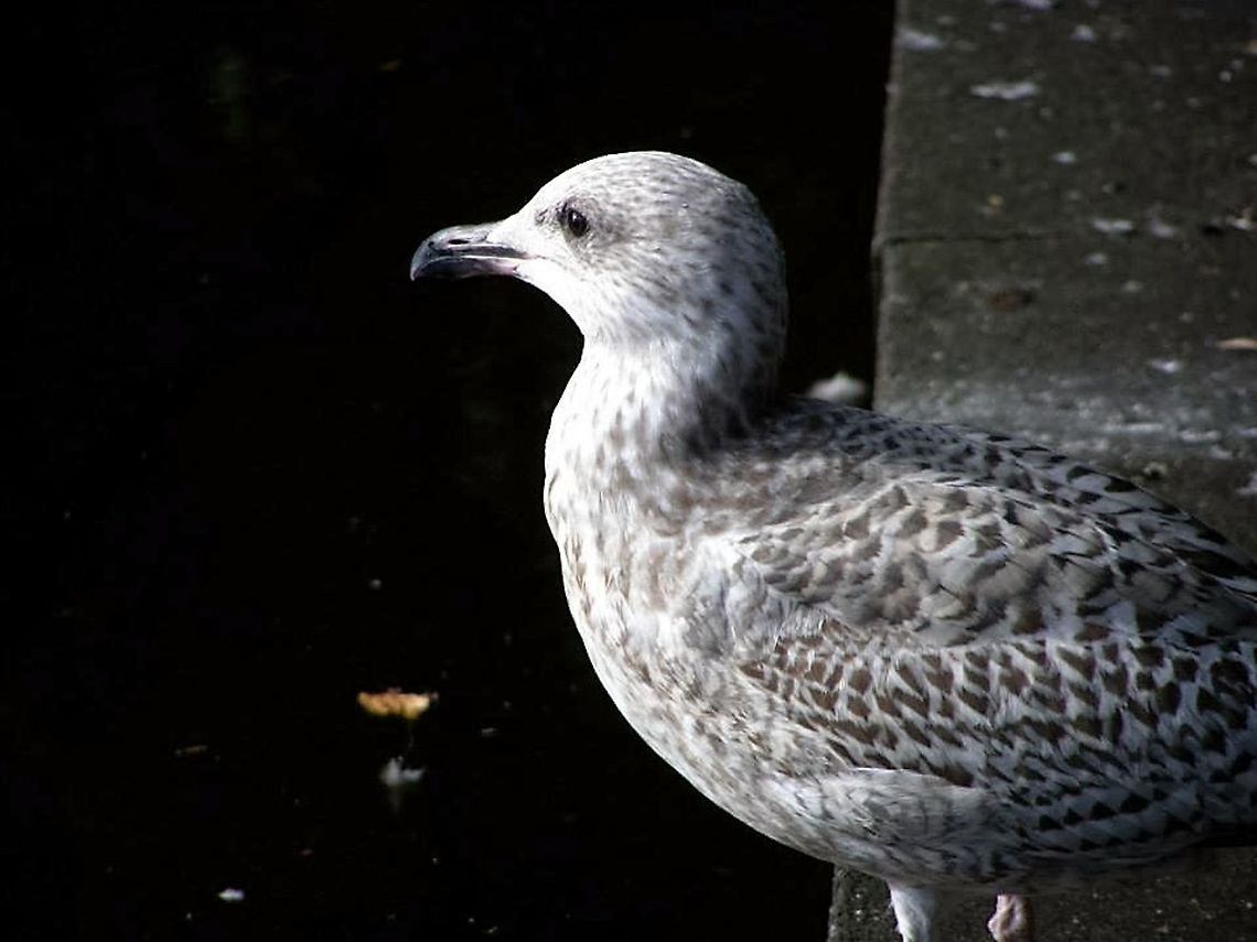332  European Herring Gull,Larus argentatus