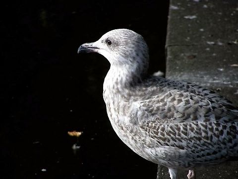 332  European Herring Gull,Larus argentatus