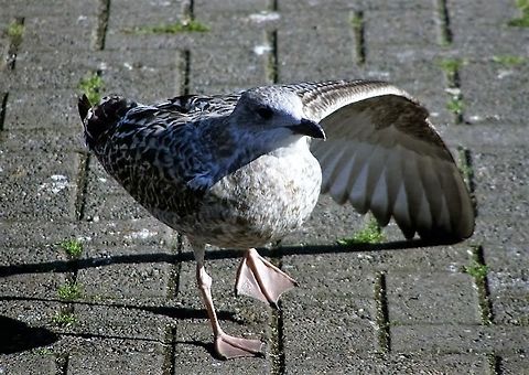 361  European Herring Gull,Larus argentatus