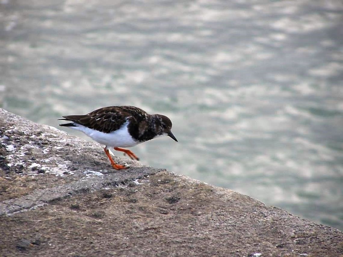 Turnstone ???  Arenaria interpres,Arenaria melanocephala,Ruddy Turnstone