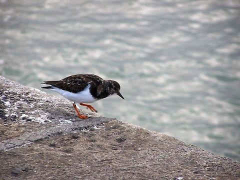 Turnstone ???  Arenaria interpres,Arenaria melanocephala,Ruddy Turnstone