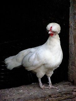Sultan Chicken OLYMPUS DIGITAL CAMERA          Domestic Chicken,Gallus gallus,Gallus gallus domesticus,Gallus gallus var. domesticus,Red junglefowl,Serai-Tavuk,birds,chicken