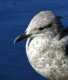 Gull  Birds,European Herring Gull,Larus argentatus,fishing birds,gull,waterbirds