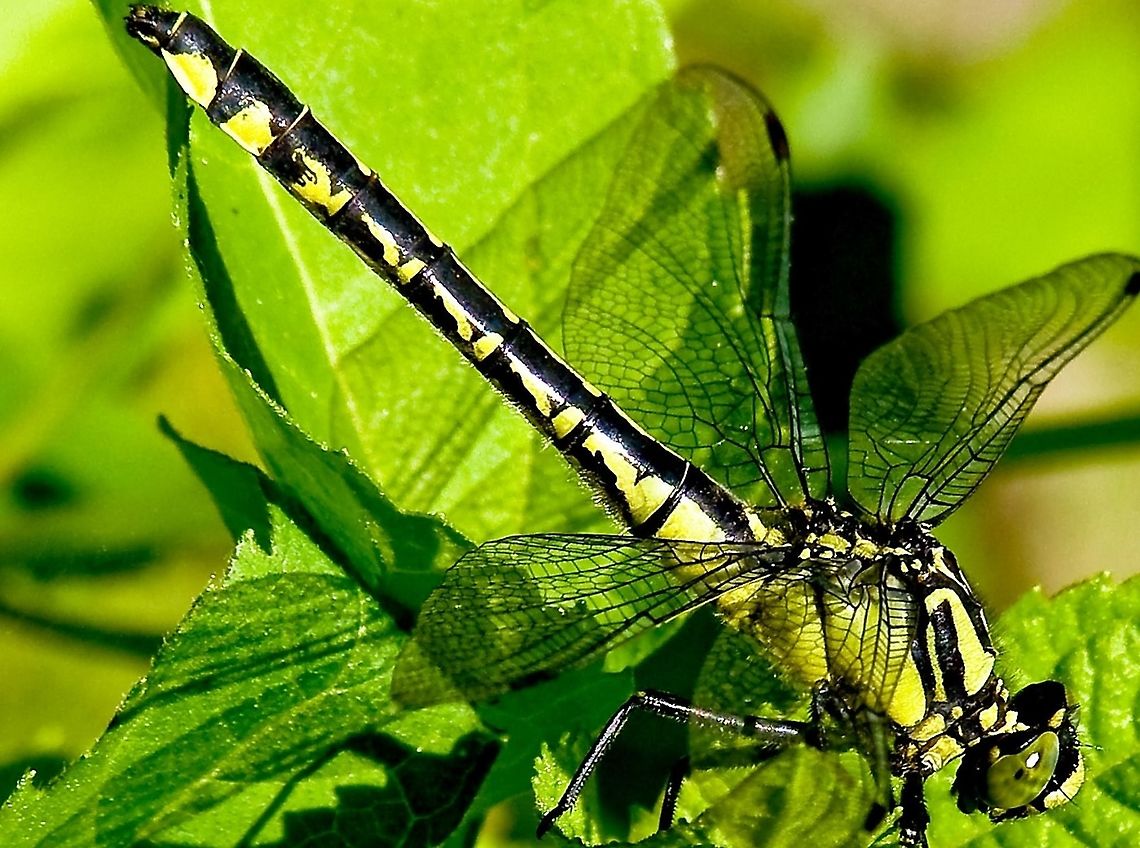 Dargonfly OLYMPUS DIGITAL CAMERA Dragonfly,Orthetrum sabina,flying insects
