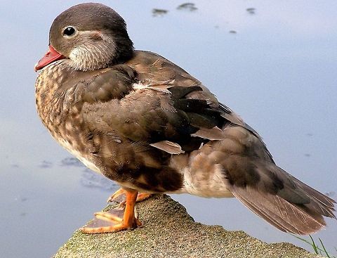 Mandarin Duck OLYMPUS DIGITAL CAMERA Aix galericulata,Ducks,Mandarin Duck,Mandarin duck,Water Birds