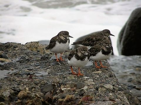 Birds on a rock  Arenaria interpres,Birds,Ruddy Turnstone,Water Birds,animals,shore birds