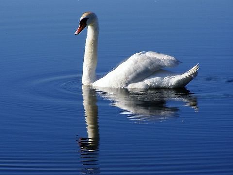 Swan  Cygnus olor,Mute Swan,Swan,Water Birds
