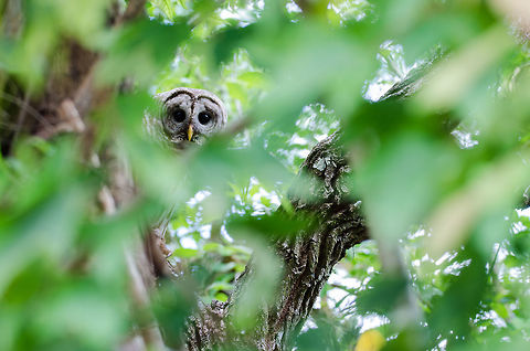 I_See_you While walking down a road north of the everglades, this friendly Barred owl peered out from behind the trunk of a tree. The feeling of eyes on me are what drew me to his location hidden behind the leaves.  Barred Owl,Geotagged,Spring,Strix varia,United States