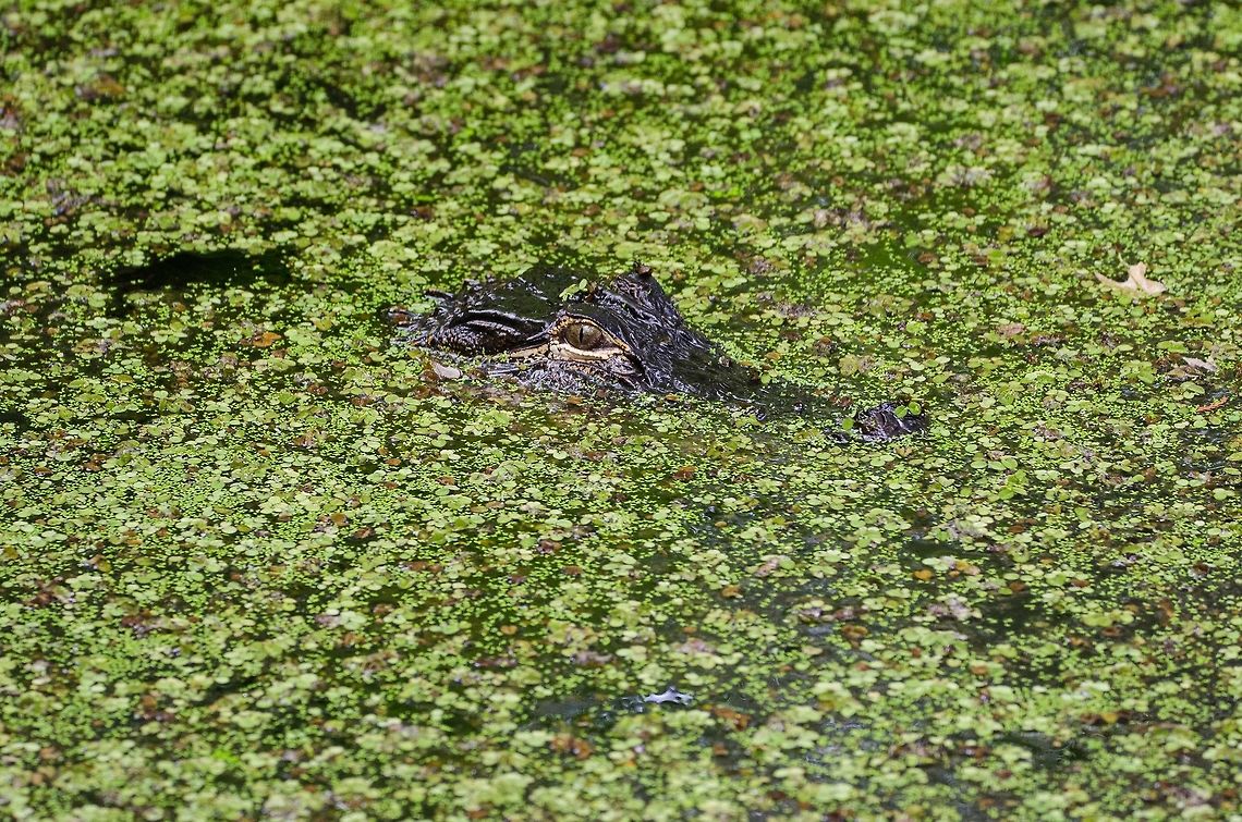 Lettuce-Lake-Alligator-II This young gator was swimming in one of two aptly named Lettuce Lakes in the Corkscrew nature preserve located in southern Florida.  Alligator mississippiensis,American Alligator,Geotagged,United States,nature