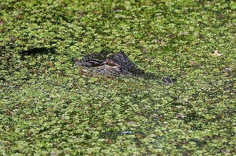 Lettuce-Lake-Alligator-II This young gator was swimming in one of two aptly named Lettuce Lakes in the Corkscrew nature preserve located in southern Florida.  Alligator mississippiensis,American Alligator,Geotagged,United States,nature