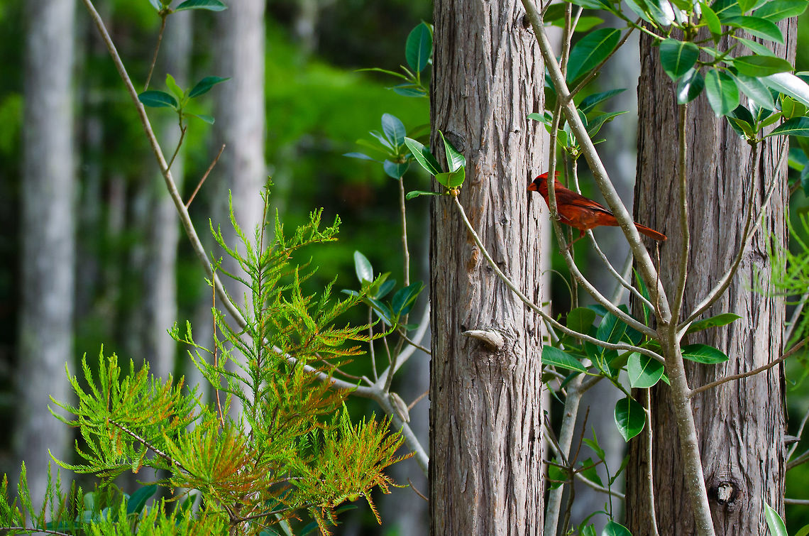 Northern Cardinal This beautiful male cardinal was singing in the early morning as I was walking through the corkscrew nature preserve. His red coloration stood out in stark contrast to his green surroundings.  Cardinalis cardinalis,Geotagged,Northern Cardinal,Spring,United States