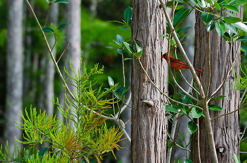 Northern Cardinal This beautiful male cardinal was singing in the early morning as I was walking through the corkscrew nature preserve. His red coloration stood out in stark contrast to his green surroundings.  Cardinalis cardinalis,Geotagged,Northern Cardinal,Spring,United States