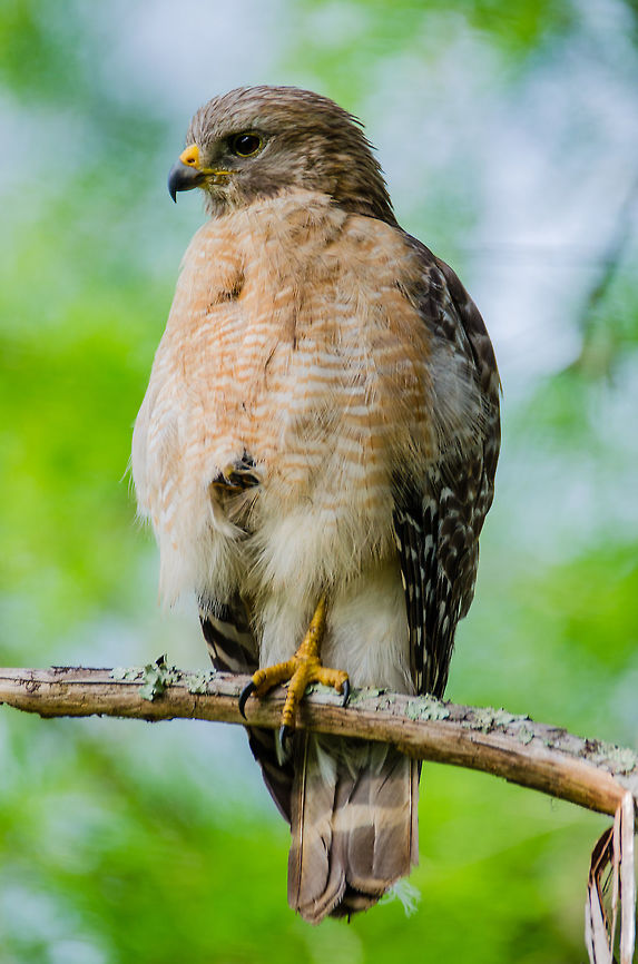 Majestic Red Shouldered Hawk Another bird of prey found in Corkscrew swamp. He was very vocal in the early morning. Buteo lineatus,Geotagged,Red-shouldered Hawk,Spring,United States