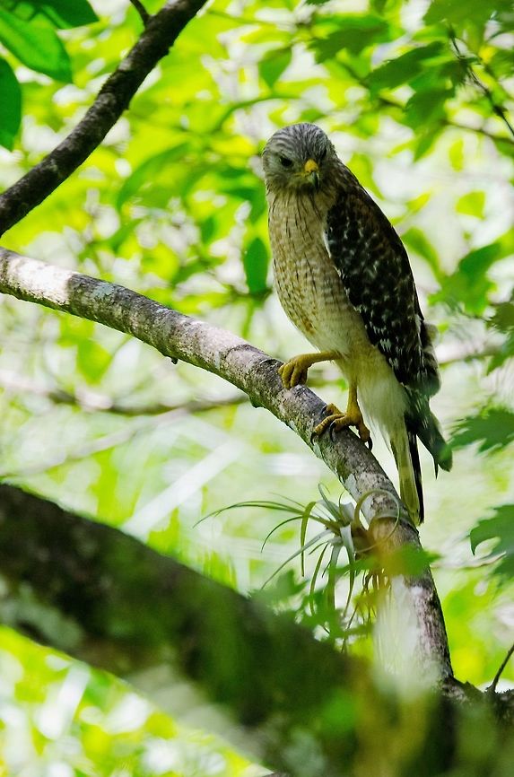 Hawk-II I captured this photo after he tried to steal a fish from an Anhinga. The Anhinga dove into the water and swam 20 feet behind the hawk before resurfacing and enjoying the fish, leaving the hawk confused as to where his potential meal had gotten off to.  Buteo lineatus,Geotagged,Red-shouldered Hawk,United States