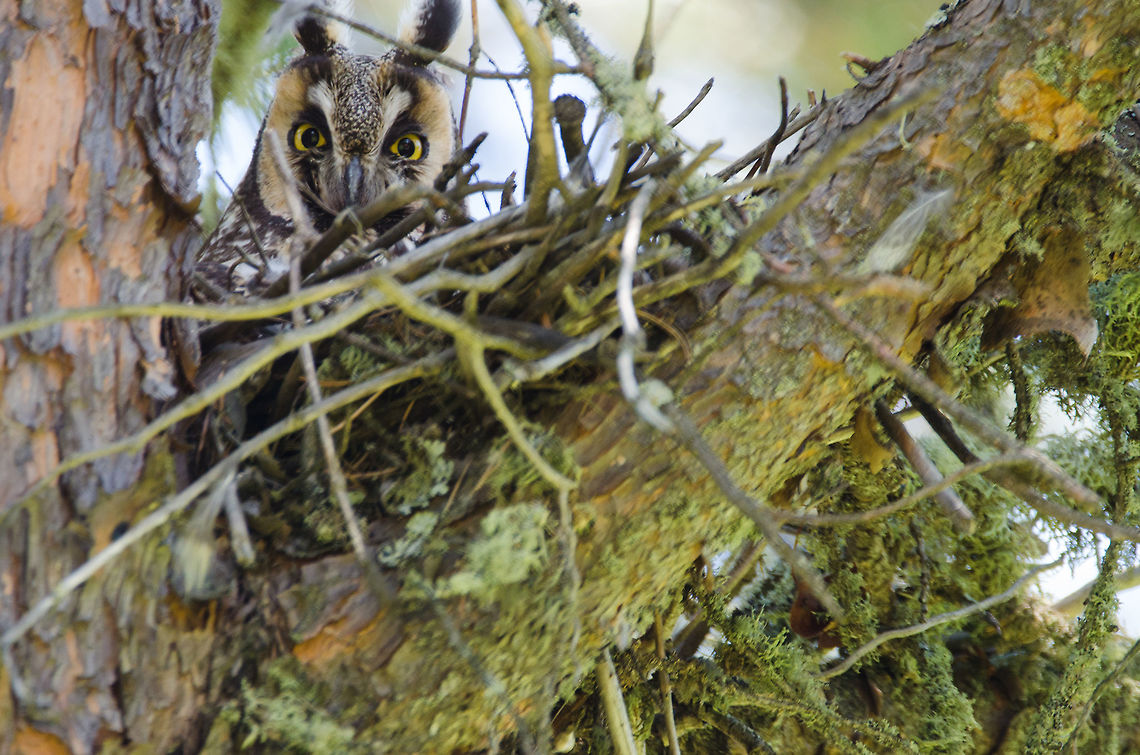Long_Eared_Owl_II This mamma long eared owl is protecting her nest, filled with four baby owls. Although she is a small owl, she has a rather fierce gaze that dares someone to mess with her nest! Asio otus,Canada,Geotagged,Long-eared Owl,Spring