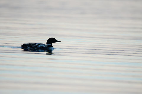 Loon_II While fishing in Ontario, this loon broke the surface of the water while the sun was setting. Canada,Common loon,Gavia immer,Geotagged,Spring