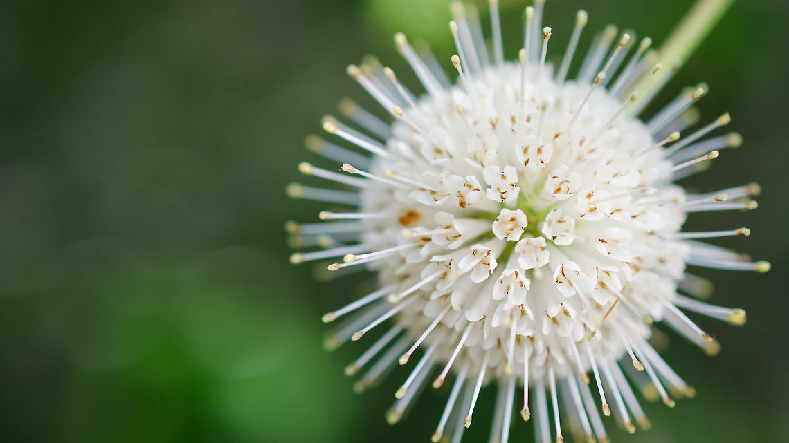 Button Bush Flower This beautiful flower was hanging over the walkway as I started my early morning trek through the sanctuary. Buttonbush,Cephalanthus occidentalis,Geotagged,Spring,United States