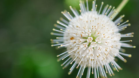 Button Bush Flower This beautiful flower was hanging over the walkway as I started my early morning trek through the sanctuary. Buttonbush,Cephalanthus occidentalis,Geotagged,Spring,United States