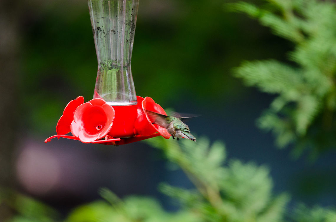 Ruby_Throated_Hummingbird_II I waited three hours to get a chance at this quick winged creature. One second they&#039;re there, the next they&#039;re gone! Archilochus colubris,Geotagged,Ruby-throated hummingbird,Summer,United States