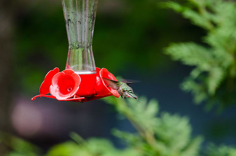 Ruby_Throated_Hummingbird_II I waited three hours to get a chance at this quick winged creature. One second they're there, the next they're gone! Archilochus colubris,Geotagged,Ruby-throated hummingbird,Summer,United States