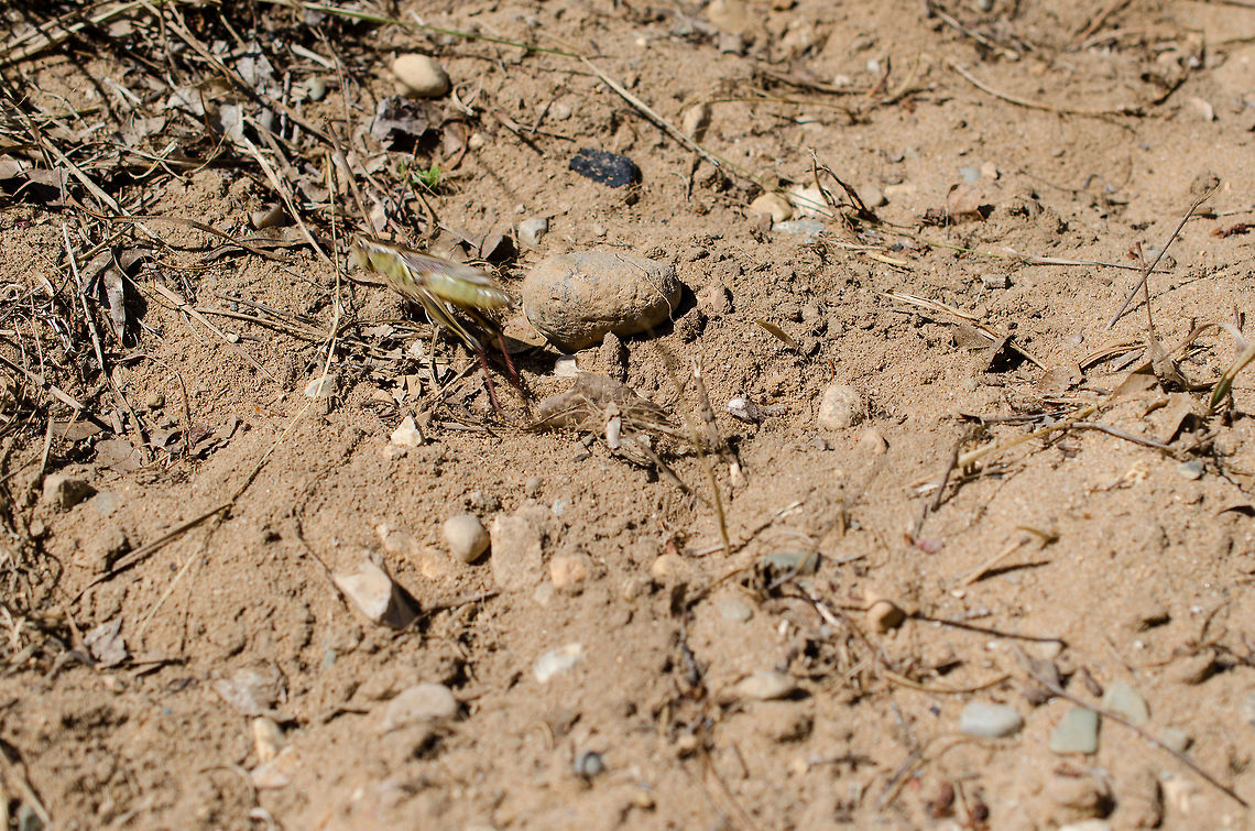Mid_Hop Although a bit blurry, I really like this shot of a grasshopper mid-hop as he escapes my encroaching camera. Geotagged,Summer,United States