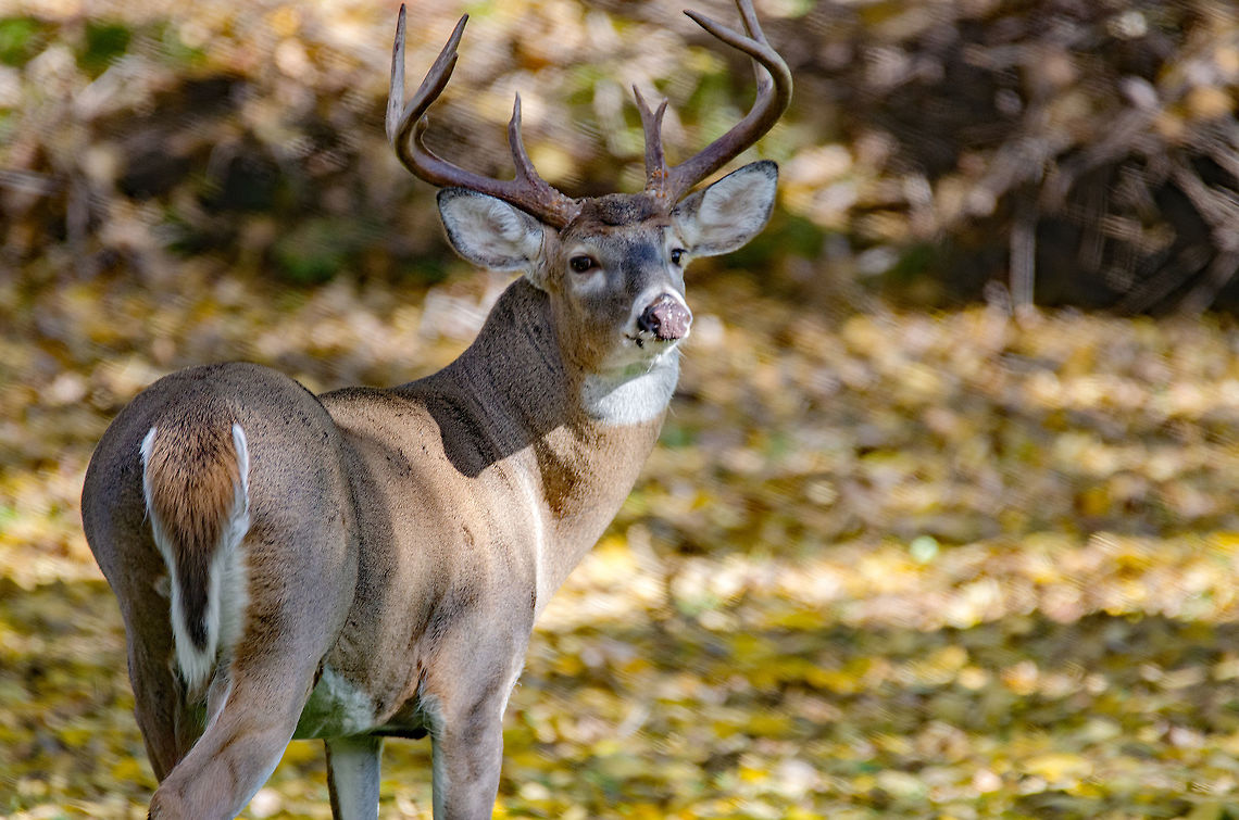 White_Tail_Buck Returning from a particularly sad funeral, this 11-point buck was sitting in our back yard, almost as if waiting for us. I tracked him through a couple of yards before I could get this photo. Fall,Geotagged,Odocoileus virginianus,United States,White-tailed deer