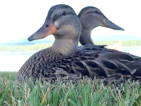 Ducks at the local park.  Quick quack. Up close and personal with these local ducks. American Black Duck,Anas rubripes,Duck,ducks,quack