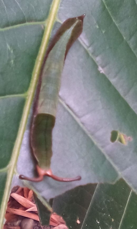 Mama sosed ( in bodo language) It&#039;s seems raer species, I don&#039;t know what it is in English, I came across at my yard on a green tree leaf. Same family has about four kinds . It&#039;s about three inches, it&#039;s becomes up to six inches. It&#039;s in Assam, India. Geotagged,India,Insect,Rare species,Summer,flora & fauna