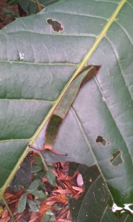 Mama sosed( in bodo language) - II It's same to previous species .