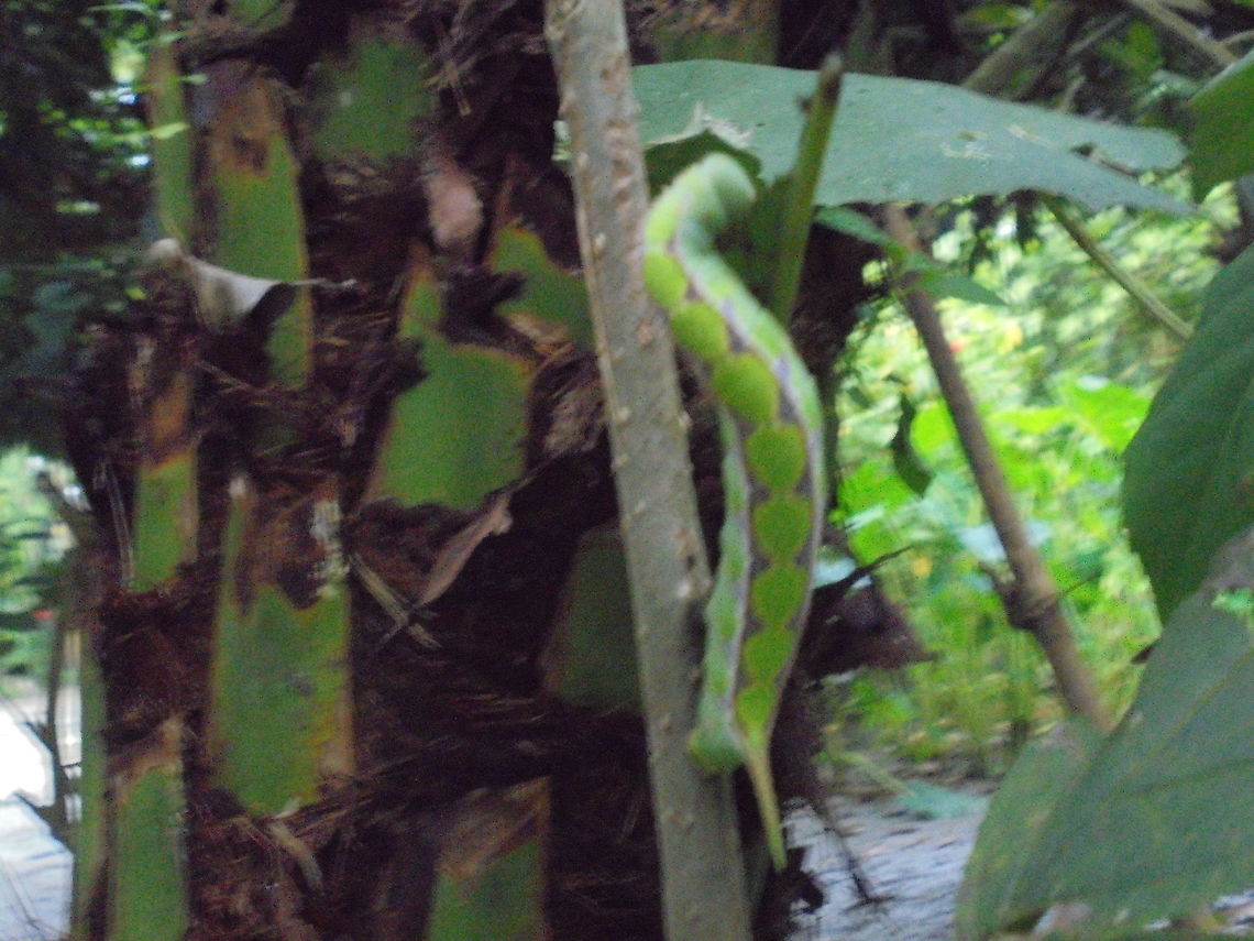 Mama sosed DSC00982 It's another kinds of mama sosed family, it lives on hardest plant leafs to another three kinds. Beautiful insect,Geotagged,India,Summer,flora & fauna,insect in assam,rare