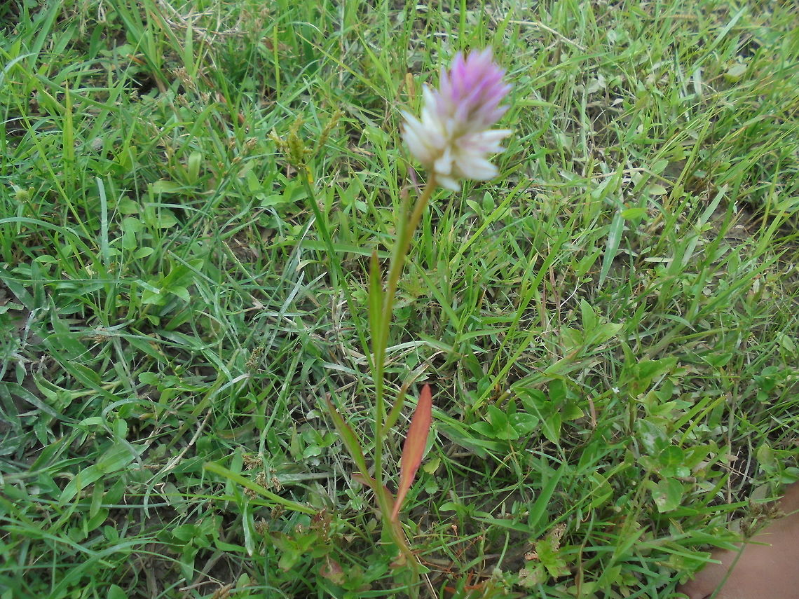 Wild flower ( pelkhopha)DSC01010 It's leafs is used for curry, don't know scientific name if it's already . Assam, India. Geotagged,India,Summer