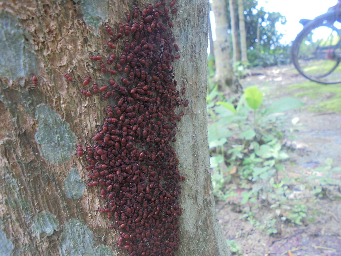 Name them Lives on tree&#039;s bark