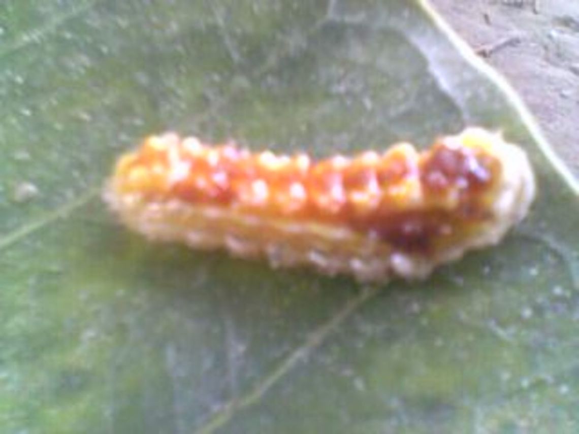 CaterpillarIMG0094A  Geotagged,India