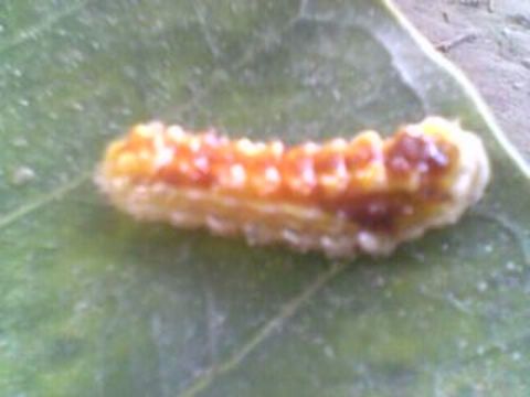 CaterpillarIMG0094A  Geotagged,India